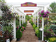 colorful perennials under trellis